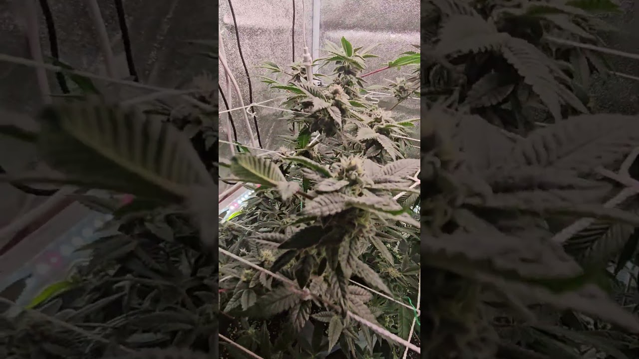 weekly check in the start of weeks 6 in my 2x4 with spiderfarmer se4500 