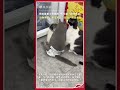 殘障小貓遭小狗挑釁 夥伴乳牛貓“挺身而出”  動物界的“見義勇為”在這一刻具象化