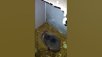 thuần hoá dúi rừng và cách để ghép đôi sinh sản