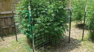 |OKLAHOMA OUTDOOR 2021| HUGE MARIJUANA TREES!!!
