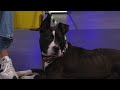 Clear the Shelters: Meet Anita