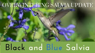 Overwintering Salvia Update: Black and Blue Salvia Indoors // TheFlowerFanatic