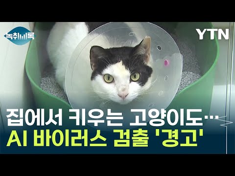 폴란드 집 고양이에게 AI 바이러스 검출..."전례 없는 확산" 경고 [Y녹취록] / YTN