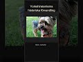 👑 Yorkshireterrierns historiska förvandling 🐕 #Shorts