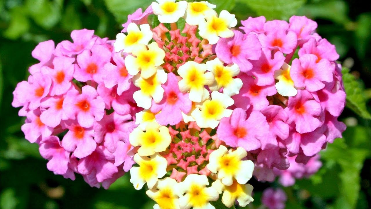 Beautiful Lantana Flowers 🌸 