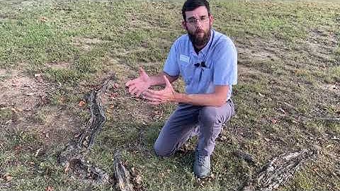 V16_Talking Trees with Lee (Surface Roots)