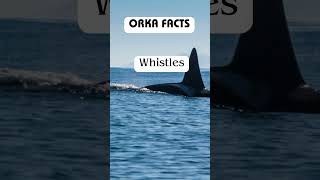 Whistle Whispers: Orcas' Silent Talk 🐬  #SilentTalk #WhaleWhispers #FascinatingWhistles