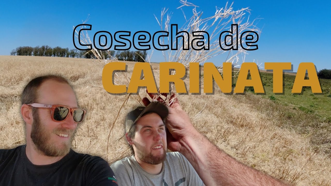 Carinata