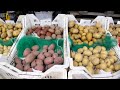 Aardappel veredeling #136 tweede jaars klonen uit aardappel zaad.