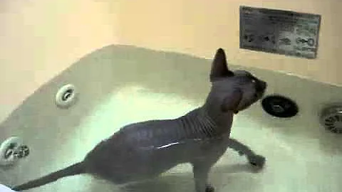 Watch the video about Splashy the Hairless Cat