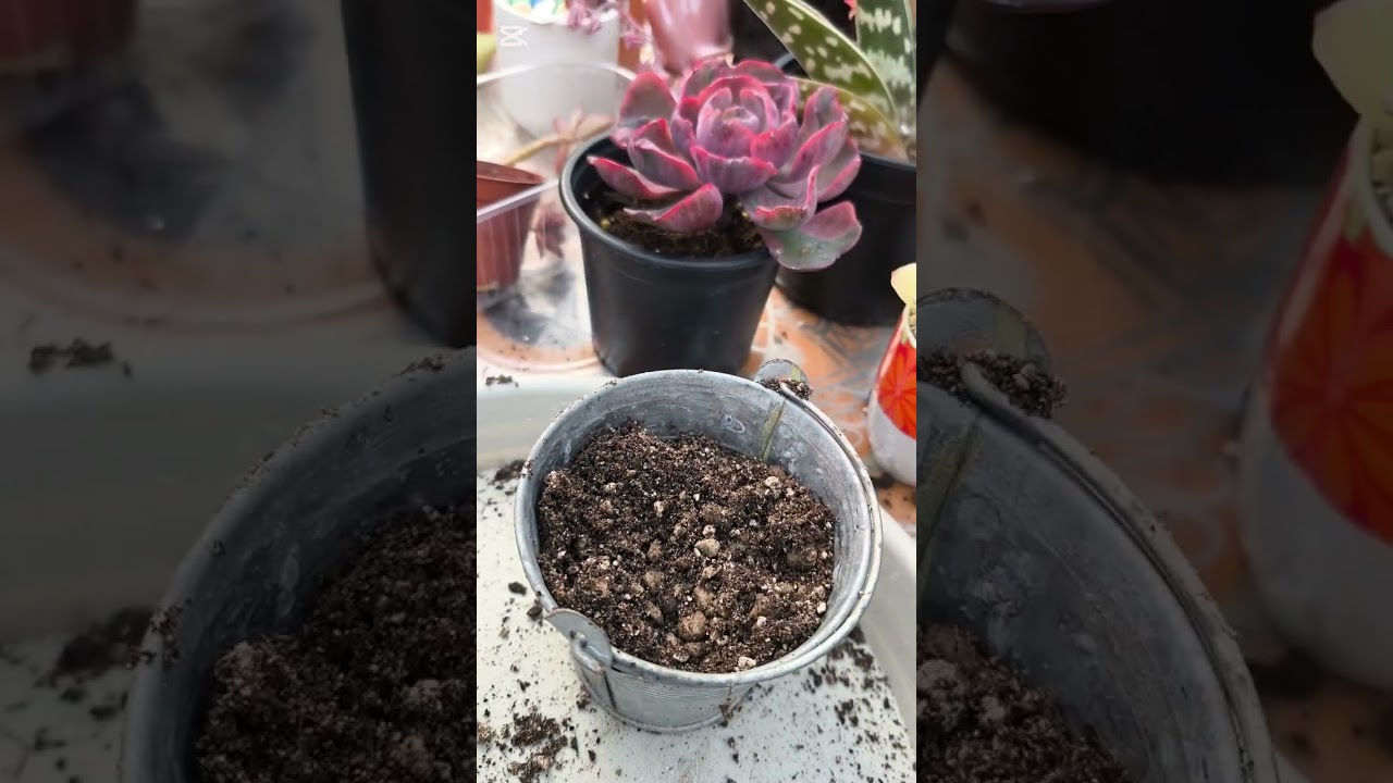 Comparación de sustrato. Sybotanica y composana.