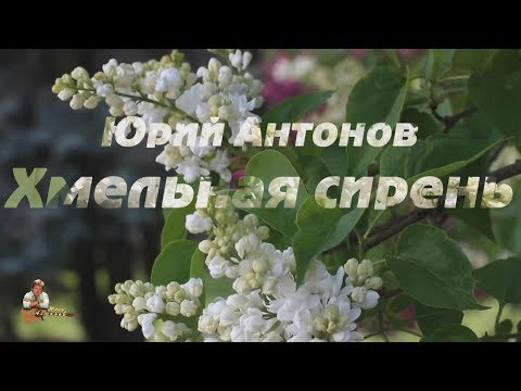 Юрий Антонов -