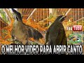 O MELHOR VIDEO PARA ABRIR O CANTO DO SEU TRINCA FERRO