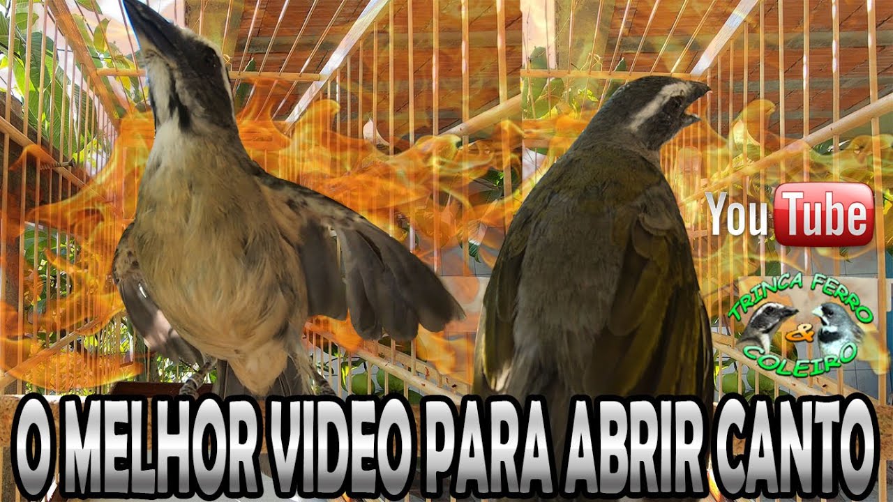 Canto De Pixarro Para Esquentar O Outro O Melhor Video Para Abrir O Canto Do Seu Trinca Ferro Youtube