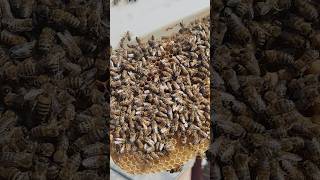 Fascinating Beekeeping: Checking the Health of the Colony 🐝✨#Beekeeping #HoneyBees #BeeHive