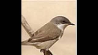 Bird Lesser Whitethroat singing  – An original recording of a bird in its natural habitat