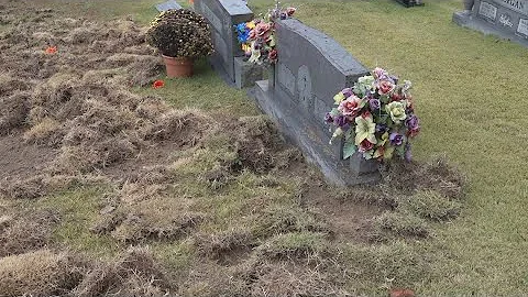 Wild hogs causing damage in rural Anderson County