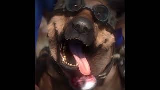 #fallout #dogmeat