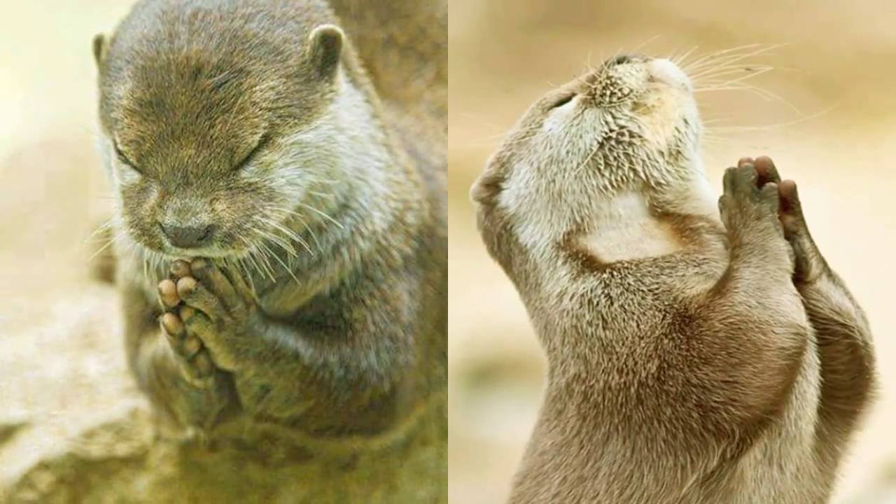 Animals pray to god // जानवरों भगवान से प्रार्थना YouTube