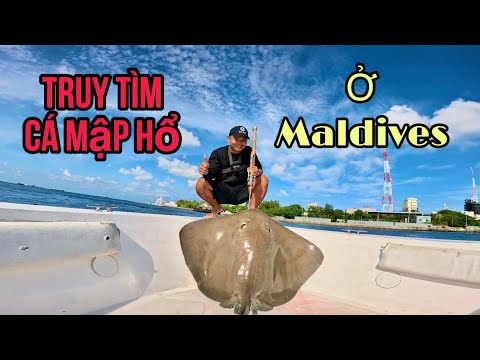 Tìm Cá Mập Hổ Ở Vùng Biển Thiên Đường Đắt Đỏ Nhất Thế Giới - Maldives ( tập 1 )