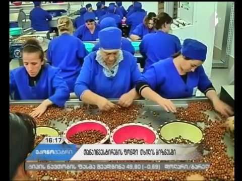 „თანაინვესტირების“ ფონდი თხილის პლანტაციას გააშენებს