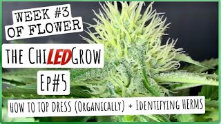 S6 E5: Week #3 of flower!  top dress organically + identifying herms + cloning weed The ChilLED grow