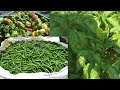 Growing Pepper in Uganda Part 2 | Grow Healthy Chili and Hot Pepper | Tips on planting the Nursery