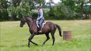 Handsome 15.3/16hh Gelding - ad ref: 257203 video 3