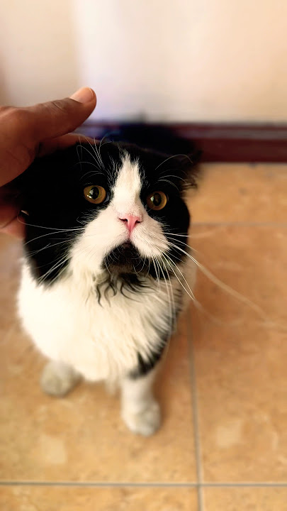 Black  😻 Whity   🐈😼🐈‍⬛.                      #shorts     ….