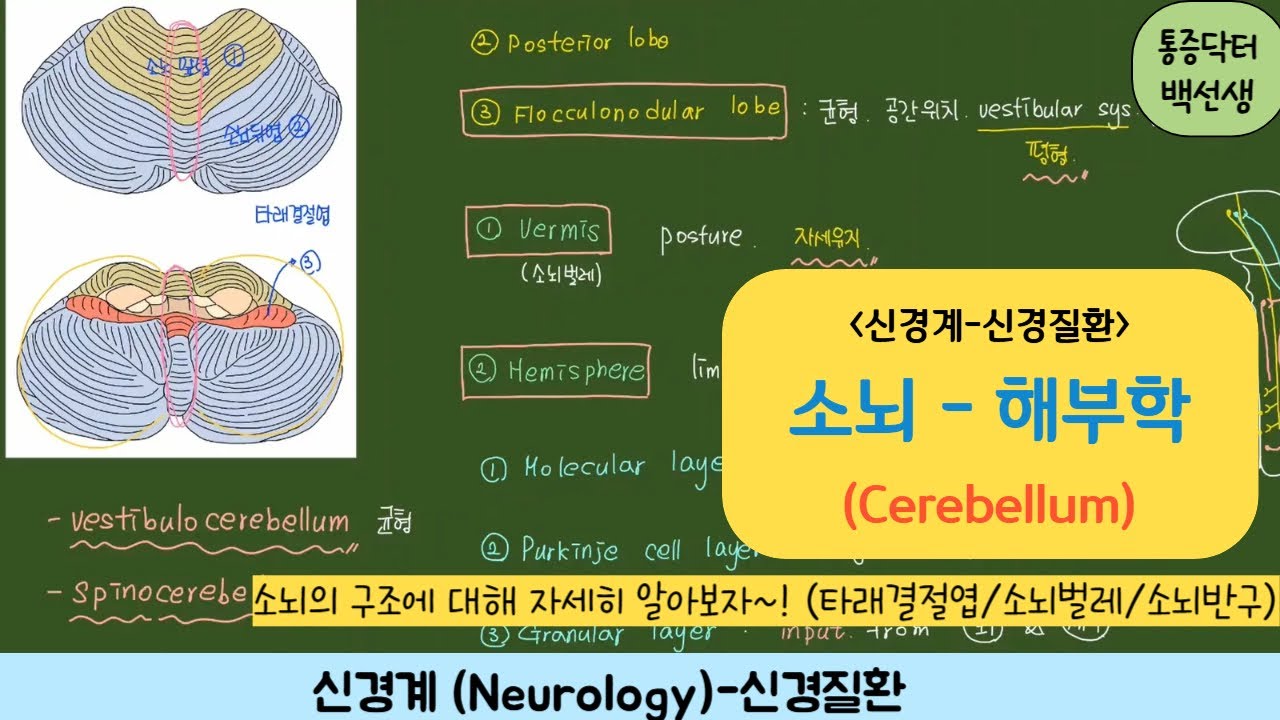신경질환_소뇌(Cerebellum) : 소뇌구조(anatomy)에 대해 알아보자 - YouTube