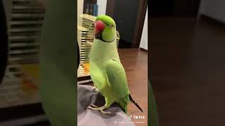 порода попугая ричи. говорящий ричи. говорящий ричи. попугай ричи волнистый. ожереловый попугай ричи.