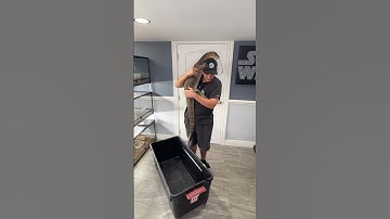 Second Largest Lizard in the World! (Asian Water Monitor) (Varanus Salvator)