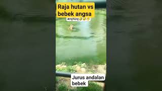 raja hutan vs bebek @LucuLucuVideo #shorts #short#buaya#video#lucu #viral