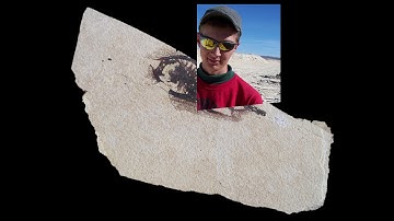 Living Fossils Disprove Evolution