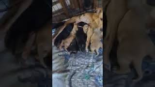 We Need URGENT Help For This Sickly Mamma & Her Seven Newborn Puppies [Update Below]