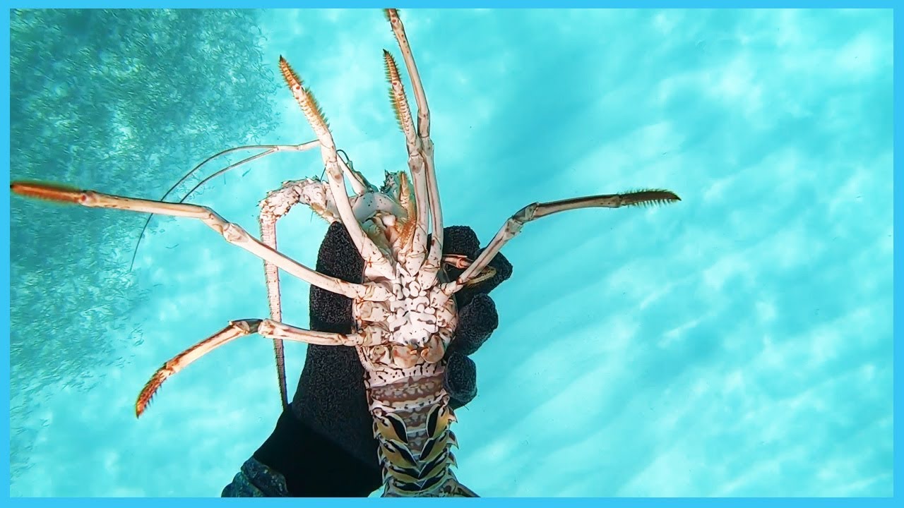 75. Catch and Cook: Spiny Lobster Using ONLY SOLAR Power | Learning the Lines