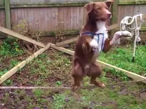 აკრობატი ძაღლი