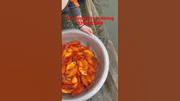 Cá chép đỏ Tam Dương phục vụ ngày ông Công ông Táo 2024 ☎️☎️-0396821568 #cáchépvàng #cá chéptamdương