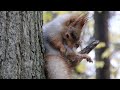 Толстая белка тоже следит за собой / The fat squirrel also looks after himself