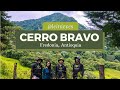 Cerro Bravo | Fredonia, Antioquia