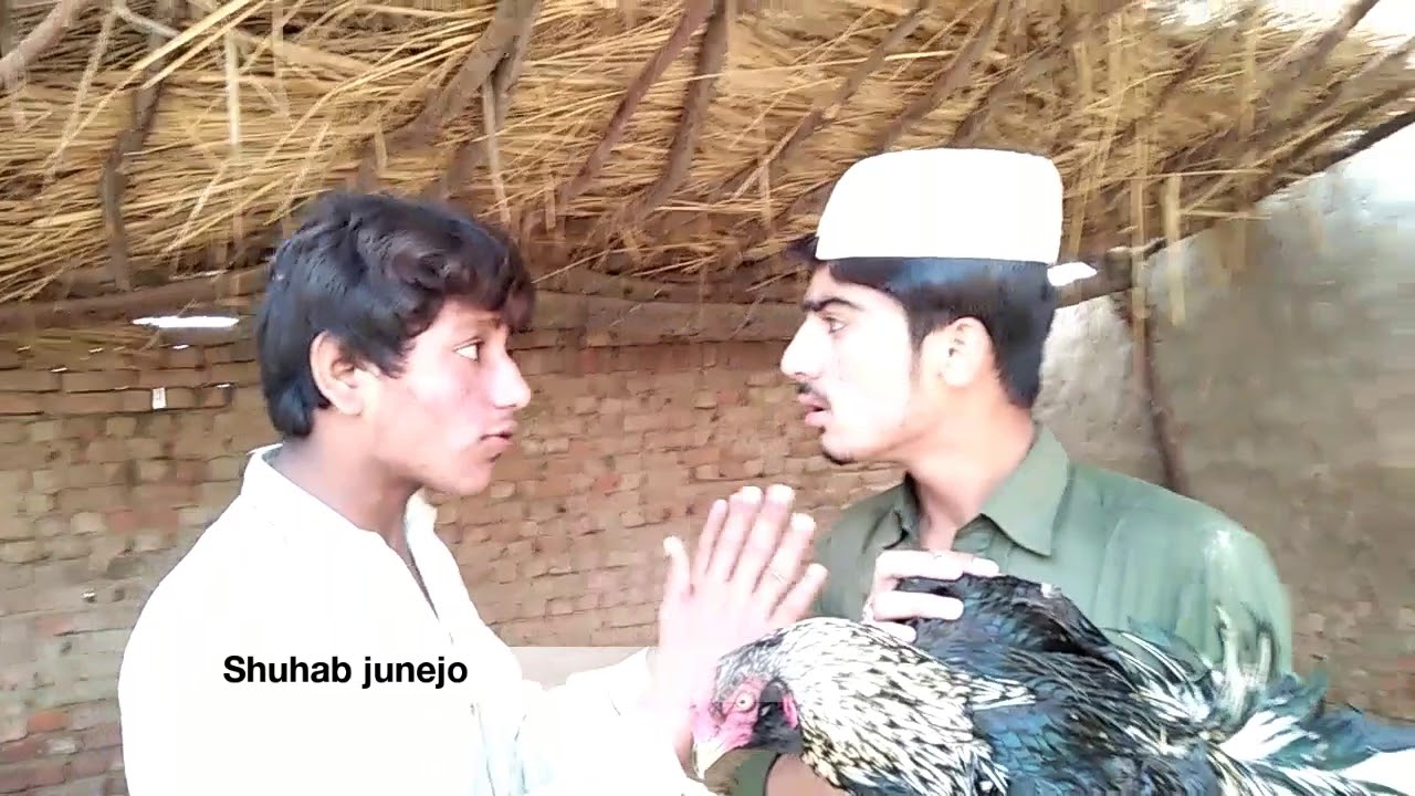 Shuhab junejo Baba Munke To Cchai kute Ja Pute Sindhi Funny Video