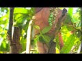 Easy and Simple Grafting Mango Tree