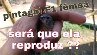 Fêmea De Pinta F1 Reproduz?