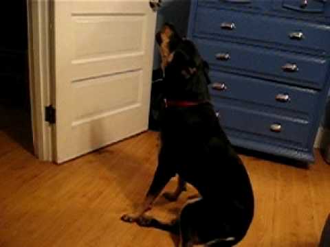 Bubble Toes Singing Dog