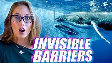 Invisible Barriers in the Ocean That Animals Cannot Cross
