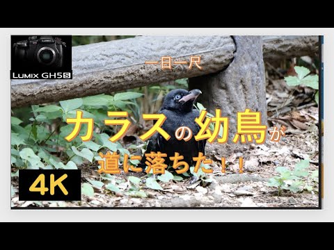 カラスの幼鳥が道に落ちた Lumix Gh 5s Youtube