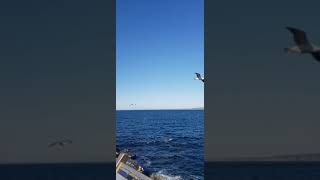 Pelicans at La Jolla Cove, California