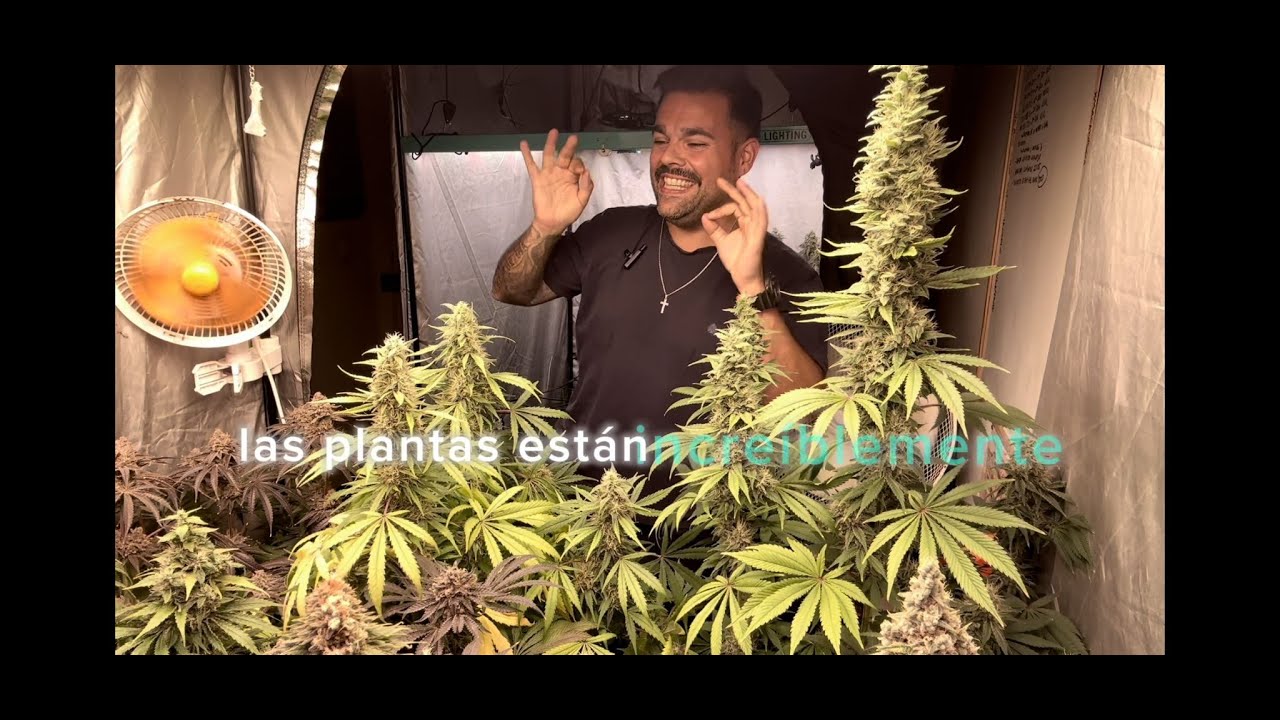 Capítulo 12 | ENORMES plantas | LAVADO de raíces. Cogollos como mi cabeza.
