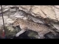 Wild Leopard Rescued From Well ! Weekly Dose Of Work Fails | Factory