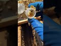 13 honeybee queen cells